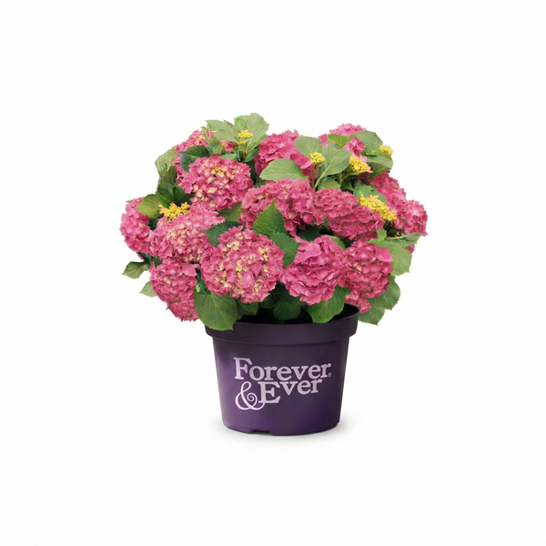 Boeren Hortensia Rood