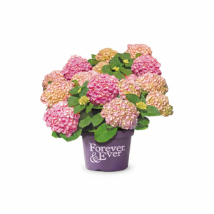 Boeren Hortensia Roze
